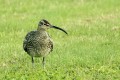 Courlis corlieu - Numenius phaeopus.JPG