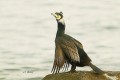 Grand cormoran _ repos.JPG