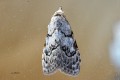 La Nole confuse - Nola confusialis (Nolidae).JPG
