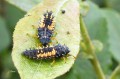 Larves de Coccinelle Asiatique - Harmonia axyridis _.JPG