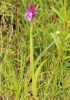 Orchis pyramidal - Anacamptis pyramidalis _ plant.JPG
