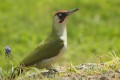 Pic vert - Picus veridis (mâle) (green woodpecker).JPG