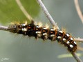 Acronicta rumicis - La Cendrée Noirâtre _ Noctuidae