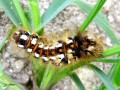 Acronicta rumicis - La Noctuelle de la patience , La Cendrée noirâtre _ noctuidae