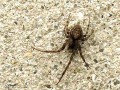 Arachnida_Areneae - Nuctenea umbratica (L‘épeire des fissures)