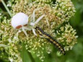 Araignée crabe et sa proie - Mesumena vatia et Depressaria daucella