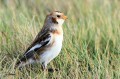 Bruant des neiges (Snow bunting) - Plectrophenax nivalis 