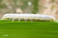 Chenille - Lacanobia oleracea - La Potagère _  noctuidae _