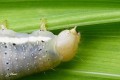 Chenille - Lacanobia oleracea - La Potagère _ tête _  noctuidae
