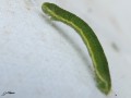 Chenille de Géomètre - Epirrita automnata _ L‘Epirrite automnale (probable)