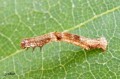 Chenille de Géomètre - Eupithecia sp 