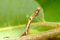 Chenille de Geometridae - Eupithecia sp