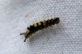 Chenille de L‘Orgyia antiqua - L‘Étoilée _ Lymantriidae