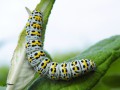Chenille de Shargacucullia verbasci ( La Brèche ) _ noctuidae