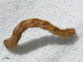Chenille de l‘Eupithécie sagittée - Eupithecia dodoneata _ Geometridae_(probable)