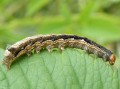 Chenille de l‘Orthosie picotée , La Proprette - Anorthoa munda _ noctuidae