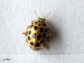 Coccinelle à 22 points - Thea vigintiduopunctata