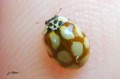 Coccinelle _ Adalia decempunctata