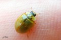 Coccinelle _ Adalia decempunctata _ autre forme