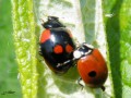 Coléoptère _ Coccinellidae - Adalia bipunctata