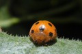Coléoptère_Coccinellidae - Henosepilachana argus _Coccinelle de la bryone