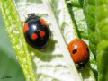 Coleoptera_Coccinellidae - Adalia bipunctata