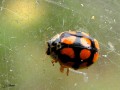 Coleoptera_Coccinellidae - Adalia decempuntata