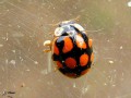 Coleoptera_Coccinellidae - Adalia decempuntata _