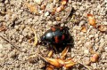 Coleoptera_Coccinellidae - Brumus quadripustulatus