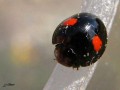 Coleoptera_Coccinellidae - Chilocorus renipustulatus