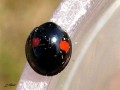 Coleoptera_Coccinellidae - Chilocorus renipustulatus _
