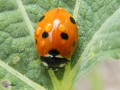 Coleoptera_Coccinellidae - Coccinella septempunctata