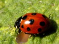 Coleoptera_Coccinellidae - Coccinella undecimpunctata_