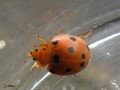 Coleoptera_Coccinellidae - Henosepilachna argus