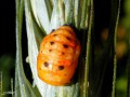 Coleoptera_Coccinellidae - Larve de coccinelle