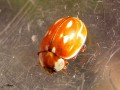 Coleoptera_Coccinellidae - Myzia oblongoguttata