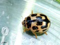 Coleoptera_Coccinellidae - Propylea quatuordecimpunctata_