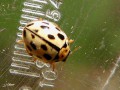 Coleoptera_Coccinellidae - Propylea quatuordecimpunctata