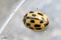 Coleoptera_Coccinellidae - Propylea quatuordecimpunctata