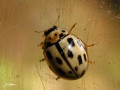 Coleoptera_Coccinellidae - Propylea quatuordecimpunctata _