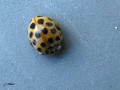 Coleoptera_Coccinellidae - Psyllobora viginduopuntata_