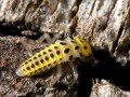 Coleoptera_Coccinellidae - Psyllobora vigintiduopunctata (larve de coccinelle à 22 points