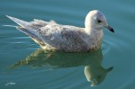 Goéland à ailes blanche - Larus glaucoïdes _ 2ème année.JPG