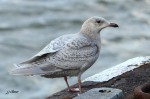 Goéland à ailes blanches - Larus glaucoïdes
