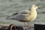 Goéland à ailes blanches - Larus glaucoïdes 