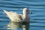Goéland à ailes blanches - Larus glaucoïdes _ 1er H.JPG