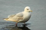 Goéland à ailes blanches (Iceland gull) - Larus glaucoides _