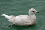Goéland à ailes blanches ( Iceland gull ) - Larus glaucoides