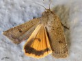 Lépidoptère_Noctuidae - Noctua comes _ La Hulotte