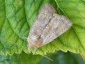 Lépidoptère_Noctuidae - Noctua comes _ La Hulotte